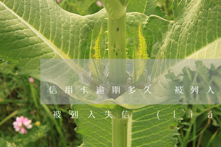 信用卡逾期多久會被列入(信用卡逾期多久會被列入失信聯(lián)合懲戒對象)
