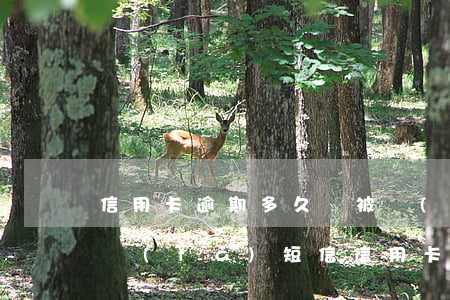 信用卡逾期多久會被發(fā)律師函(律所發(fā)短信信用卡逾期)