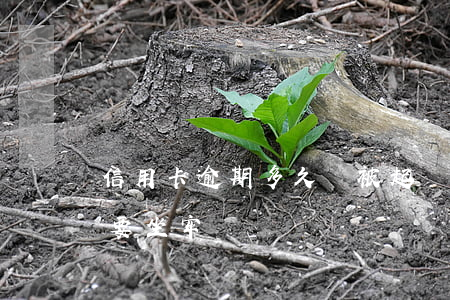 “信用卡逾期多久會被起訴”（信用卡逾期開庭就要坐牢嗎）