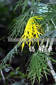 信用卡逾期多久會變成止付
