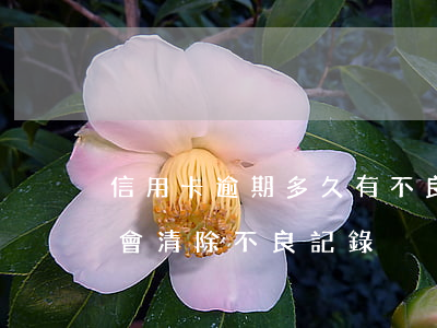 信用卡逾期多久有不良記錄(信用逾期多久后會清除不良記錄)