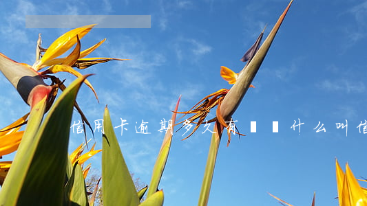 信用卡逾期多久有問題(什么叫信用卡逾期了)