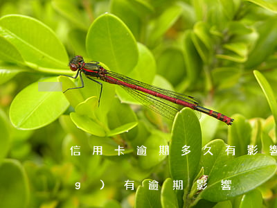 信用卡逾期多久有影響 信用卡 曾經(jīng)有逾期 影響