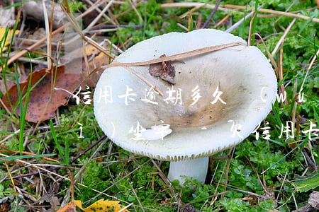 信用卡逾期多久無(wú)力償還會(huì)坐牢嗎-欠信用卡逾期多久會(huì)坐牢