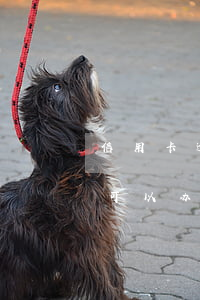 信用卡逾期多久算一次逾期(逾期一次多久才可以办信用卡)