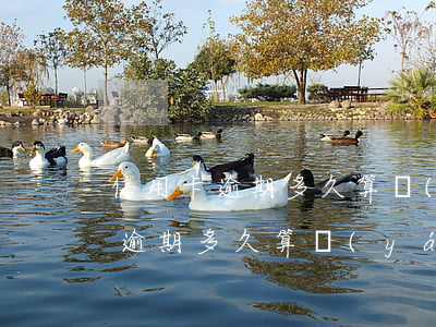 信用卡逾期多久算嚴(yán)重的(信用卡逾期多久算嚴(yán)重的)