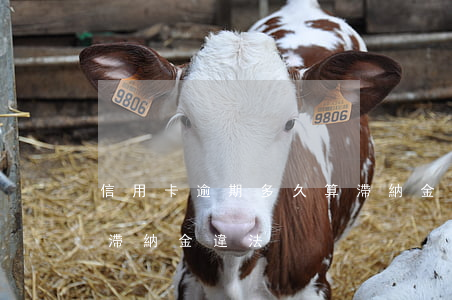 信用卡逾期多久算滯納金(信用卡逾期多久算滯納金違法)