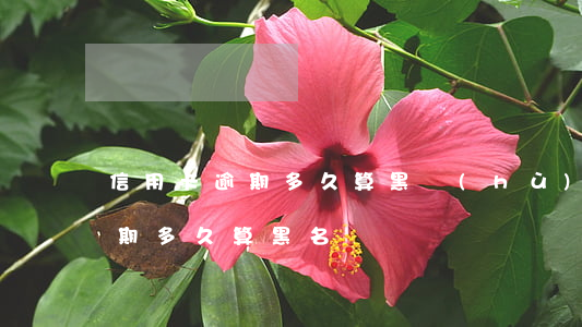信用卡逾期多久算黑戶(hù)6(信用卡逾期多久算黑名單)