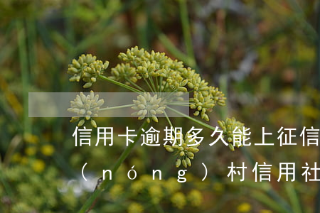 信用卡逾期多久能上征信報(bào)告(農(nóng)村信用社信用卡逾期幾天會(huì)上征信嗎)
