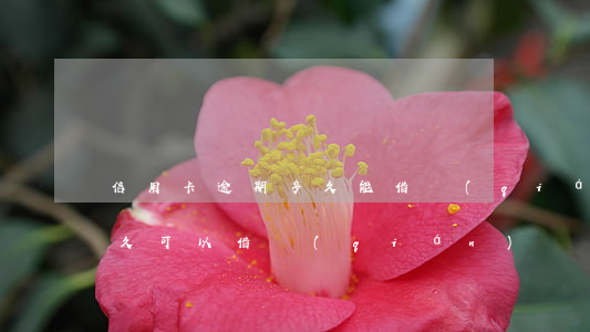 信用卡逾期多久能借錢(qián)(逾期多久可以借錢(qián))