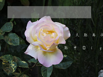 信用卡逾期多久能再次申請(qǐng)(逾期后幾年能申請(qǐng)信用卡)