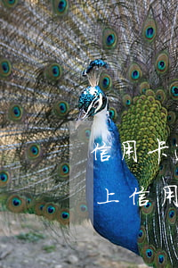 信用卡逾期多久能刷新(征信報(bào)告上信用卡逾期多久更新)