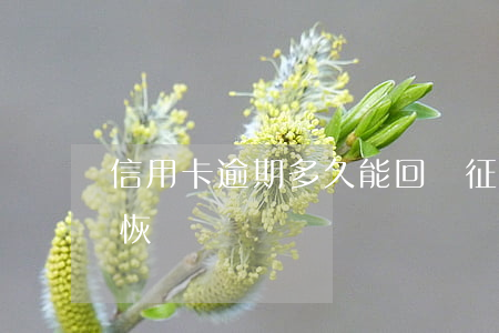 信用卡逾期多久能回復征信(征信有逾期多久恢復)