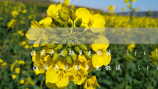 信用卡逾期多久能恢復(fù)征信sf-信用卡逾期多久能恢復(fù)征信還能貸款么?