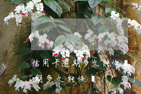 信用卡逾期多久能恢復(fù)征(信用卡逾期多久能恢復(fù)征信恢復(fù)后孩子還能考公務(wù)員嗎)