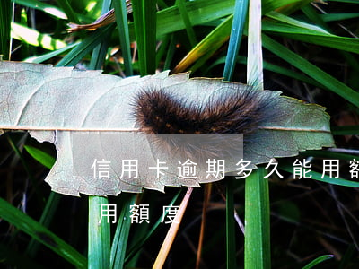 信用卡逾期多久能用額度(信用卡逾期多久能用額度)