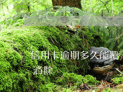 信用卡逾期多久能覆蓋掉-信用逾期多久能消除