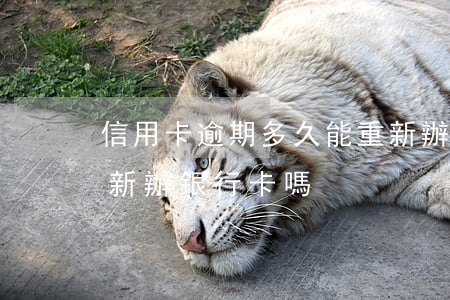 信用卡逾期多久能重新辦(信用卡逾期可以重新辦銀行卡嗎)