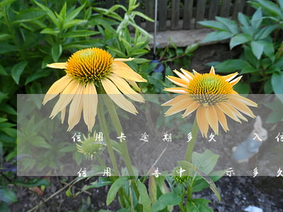 信用卡逾期多久記入信用報告(逾期記錄會在信用報告中顯示多久)