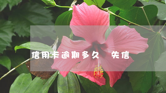 信用卡逾期多久變失信