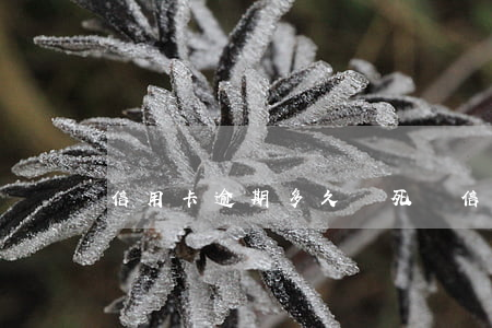 信用卡逾期多久變死賬(信用卡逾期很久)
