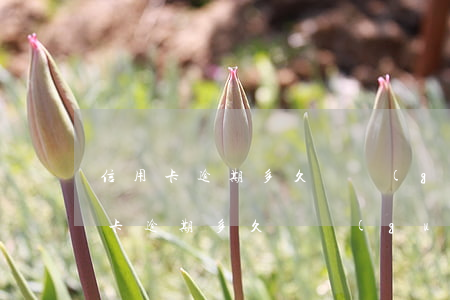 信用卡逾期多久變關(guān)注類(信用卡逾期多久變關(guān)注類)