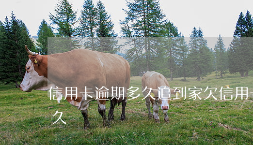 信用卡逾期多久追到家(欠信用卡追訴期有多久)