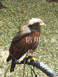 信用卡逾期多久進征信(信用卡逾期多久上征信)