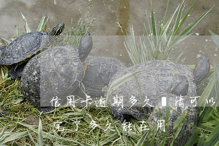 信用卡逾期多久還清可以用(逾期的信用卡還完了多久能在用)