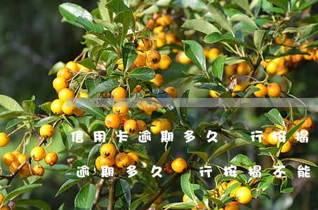 信用卡逾期多久銀行按揭不能辦理-信用卡逾期多久銀行按揭不能辦理了