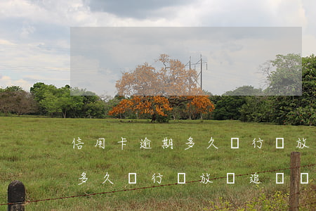 信用卡逾期多久銀行會放棄追債(信用卡逾期多久銀行會放棄追債資格)