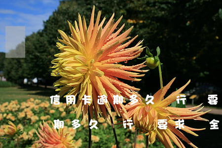 信用卡逾期多久銀行會要求還全款 信用卡逾期多久銀行會要求還全款才能貸款