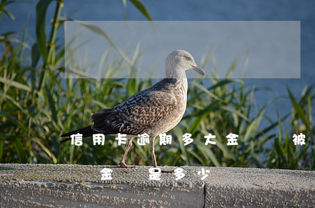 信用卡逾期多大金額會被起訴(信用卡逾期起訴金額是多少)