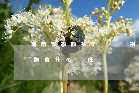 信用卡逾期多小錢會負刑事責任(借信用卡逾期有什么責任)
