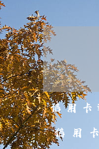 信用卡逾期多少会冻结股票(逾期多久会冻结信用卡)
