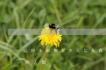 信用卡逾期多少天怎么看-怎么算信用卡逾期天数