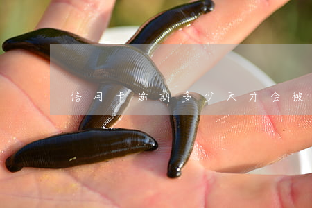 信用卡逾期多少天才会被起诉