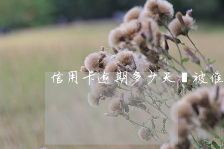 信用卡逾期多少天會被催(信用卡逾期很久)