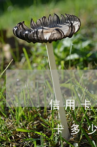 信用卡逾期多少天算嚴(yán)重(還信用卡多少天算逾期)