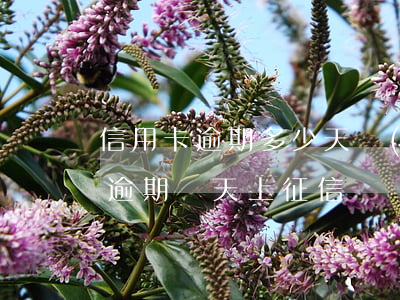 信用卡逾期多少天計(jì)入征信(行用卡逾期幾天上征信)