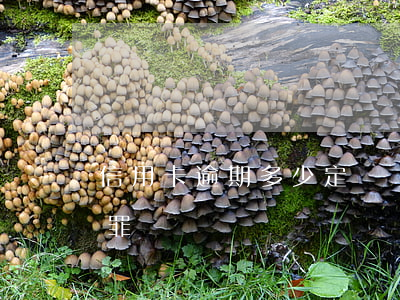 信用卡逾期多少定為詐騙(信用卡逾期算詐騙罪)