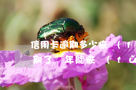 信用卡逾期多少恢復(fù)征信(信用卡逾期了幾年能恢復(fù)征信)