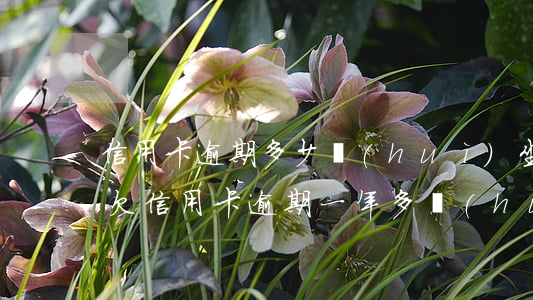 信用卡逾期多少會(huì)坐牢的案例-欠信用卡逾期一年多會(huì)坐牢嗎