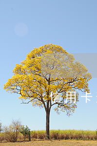 信用卡逾期多少會入黑名單