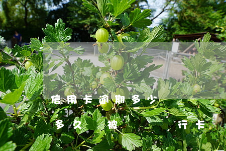 信用卡逾期多少會凍結銀行卡(欠信用卡逾期多久會被凍結銀行卡)
