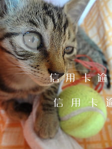 信用卡逾期多少會承擔法律責(zé)任-信用卡逾期多少會承擔法律責(zé)任呢