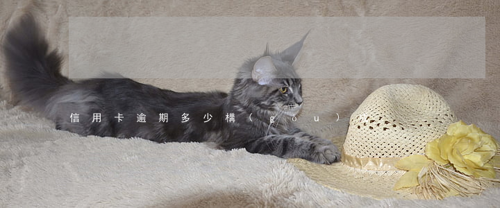信用卡逾期多少構(gòu)成