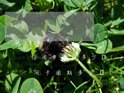 信用卡逾期多少構(gòu)成刑事犯罪(信用卡逾期多少構(gòu)成刑事犯罪案例)