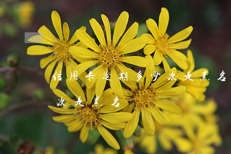 信用卡逾期多少次是黑名單(信用卡逾期多少次是黑名單)
