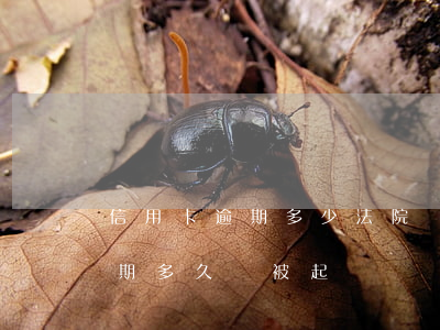 信用卡逾期多少法院會立案(欠銀行信用卡逾期多久會被起訴)